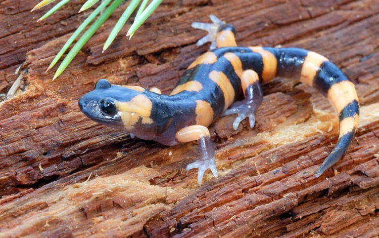 Ensatina eschscholtzii