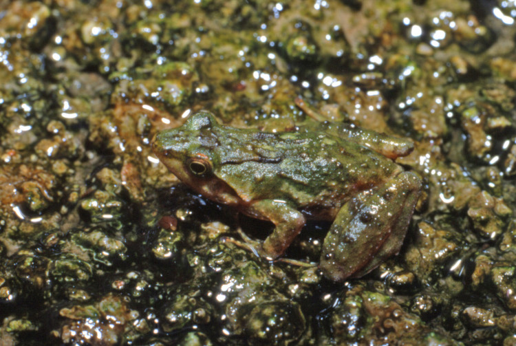 Phrynobatrachus versicolor