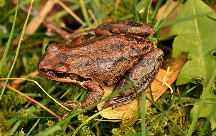 Pseudacris regilla