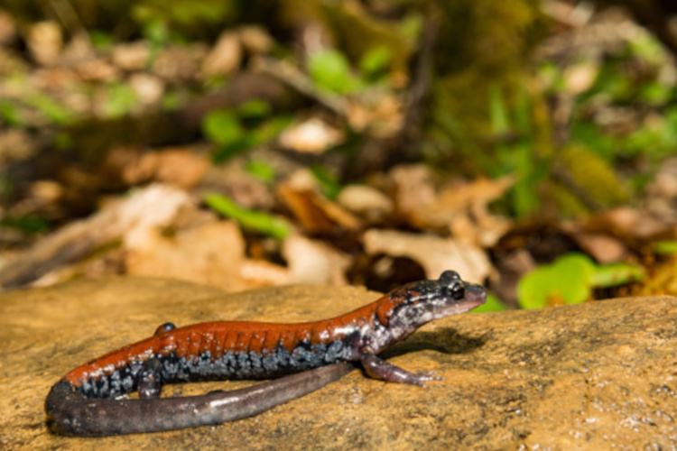 Plethodon yonahlossee