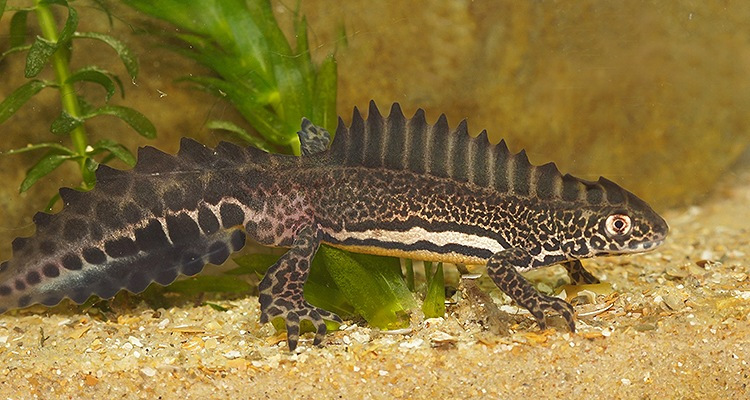 Ommatotriton ophryticus