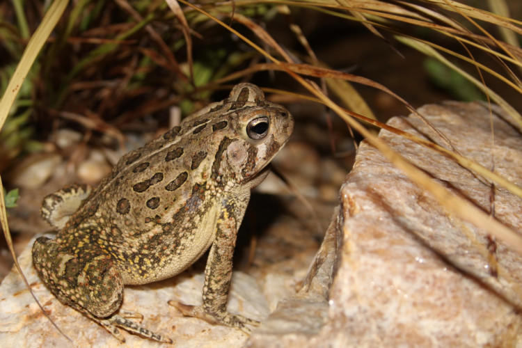 Anaxyrus fowleri