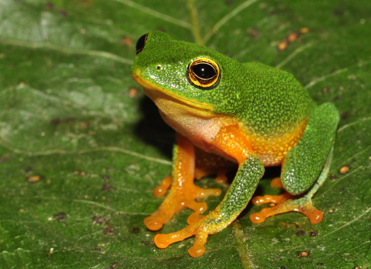 Raorchestes bobingeri