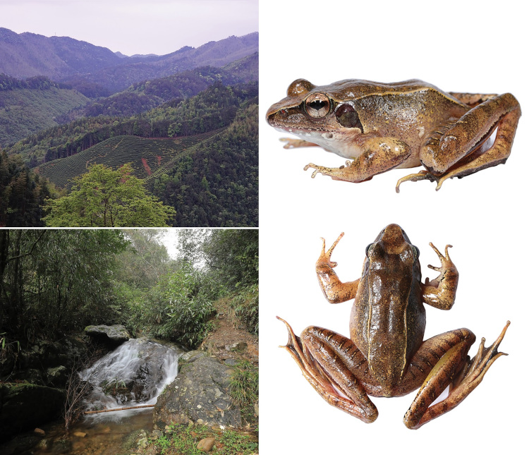 Rana wuyiensis