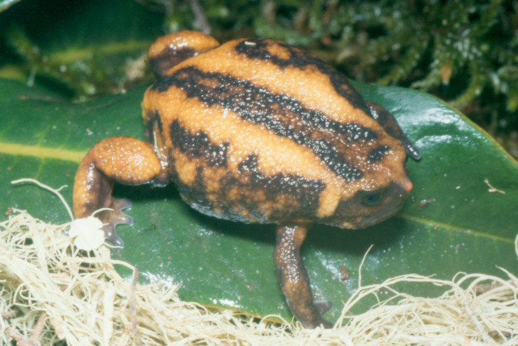 Balebreviceps hillmani