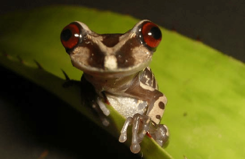 Nyctimantis brunoi