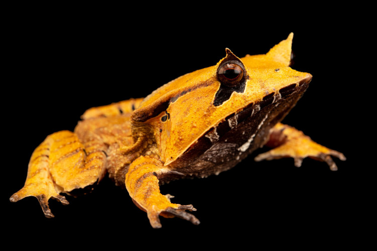 Hemiphractus scutatus