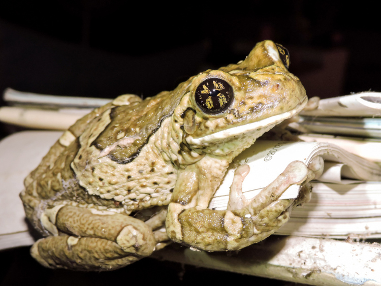 Trachycephalus typhonius