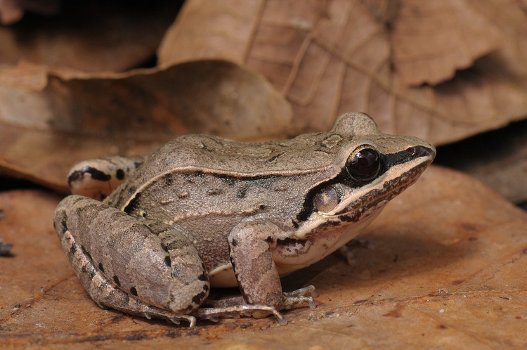 Leptodactylus spixi