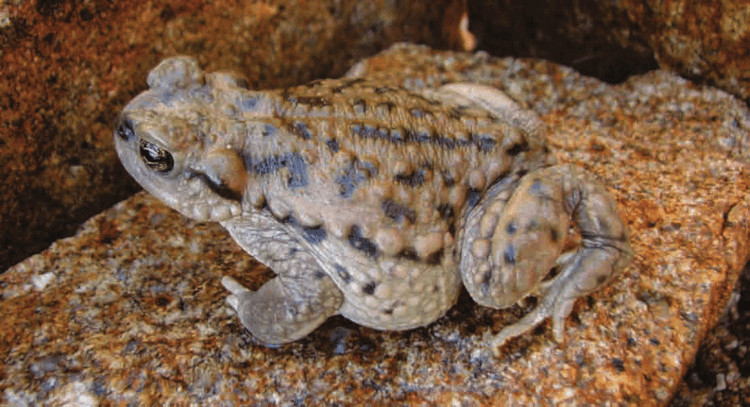 Rhinella spinulosa