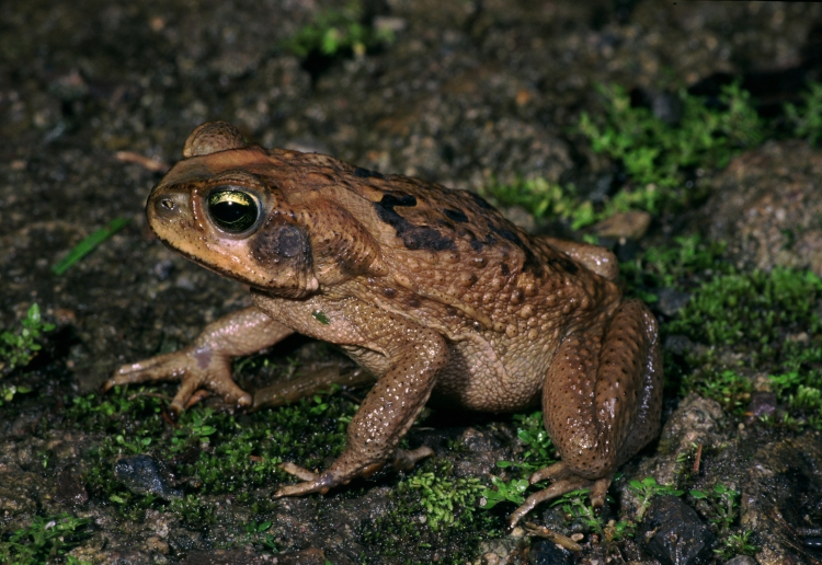 Rhinella poeppiggi