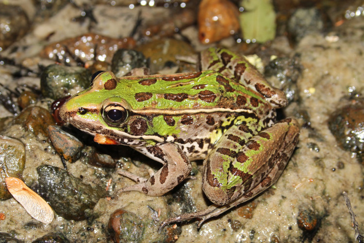 Lithobates sphenocephalus