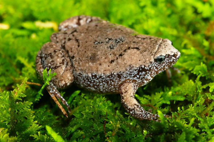 Gastrophryne carolinensis