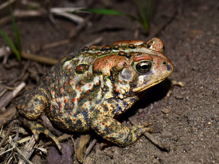 Anaxyrus americanus