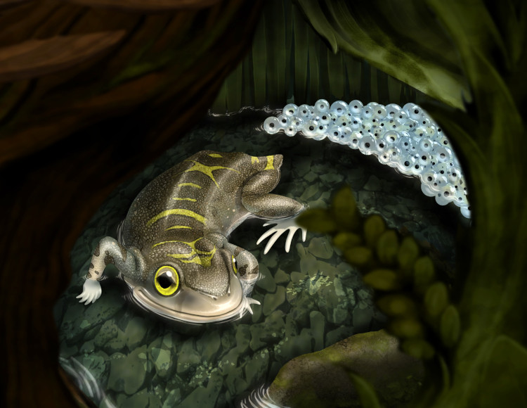 Triadobatrachus massinoti