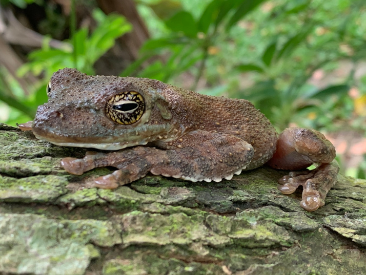 Itapotihyla langsdorffii