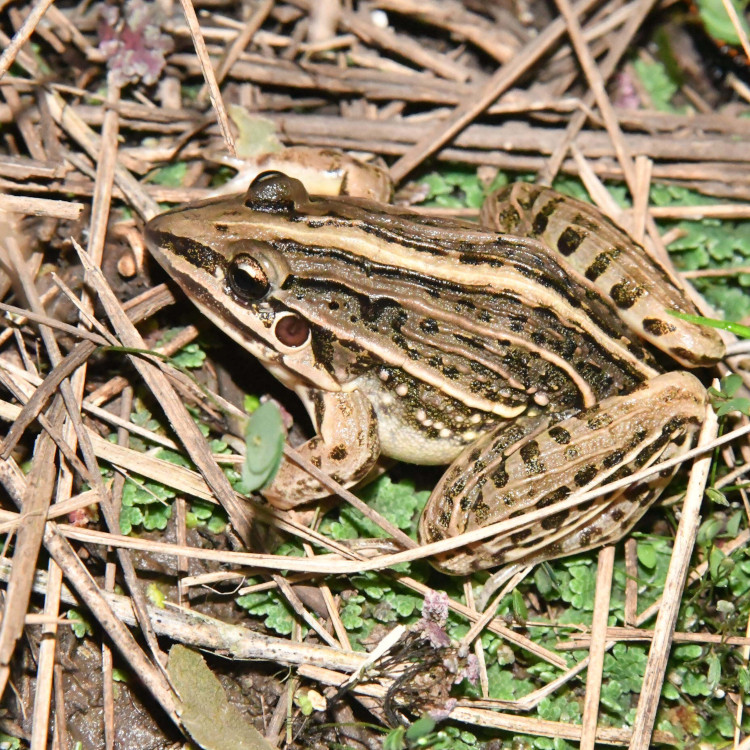 Leptodactylus gracilis
