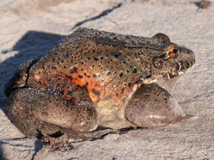 Leptodactylus labyrinthicus