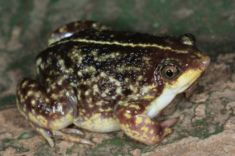 Hemisus guineensis
