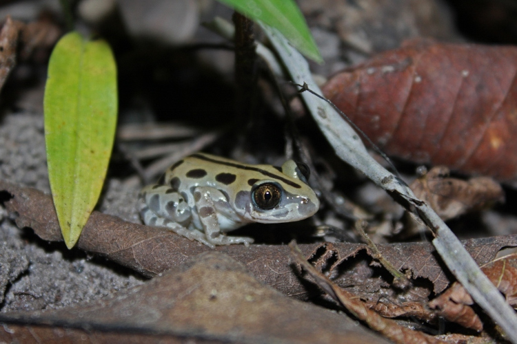Kassina fusca