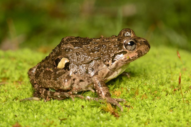 Pleurodema thaul