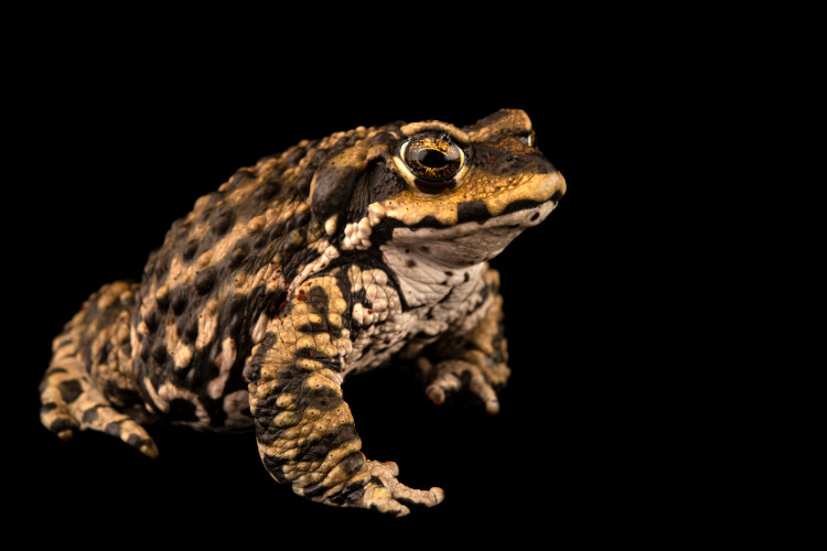 Rhinella arunco