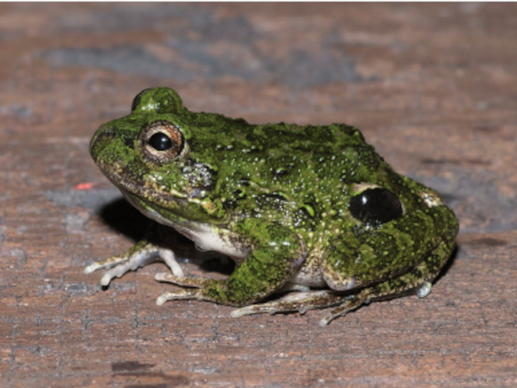 Pleurodema bibroni