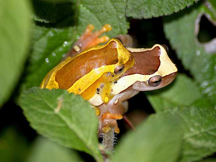 Dendropsophus elegans