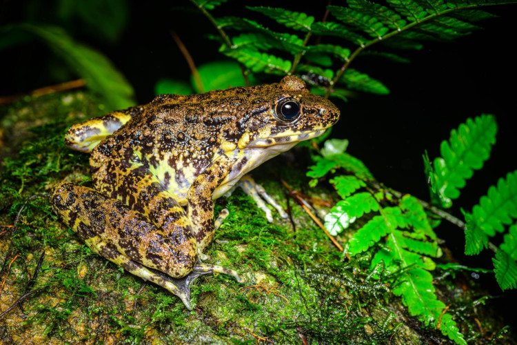 Odorrana schmackeri