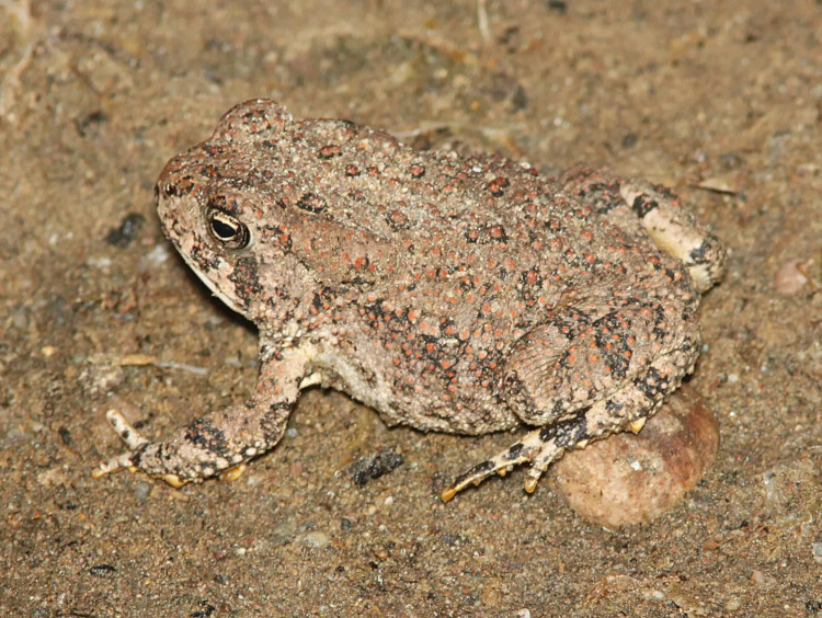 Anaxyrus punctatus