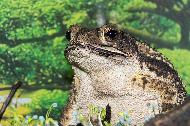 Incilius valliceps