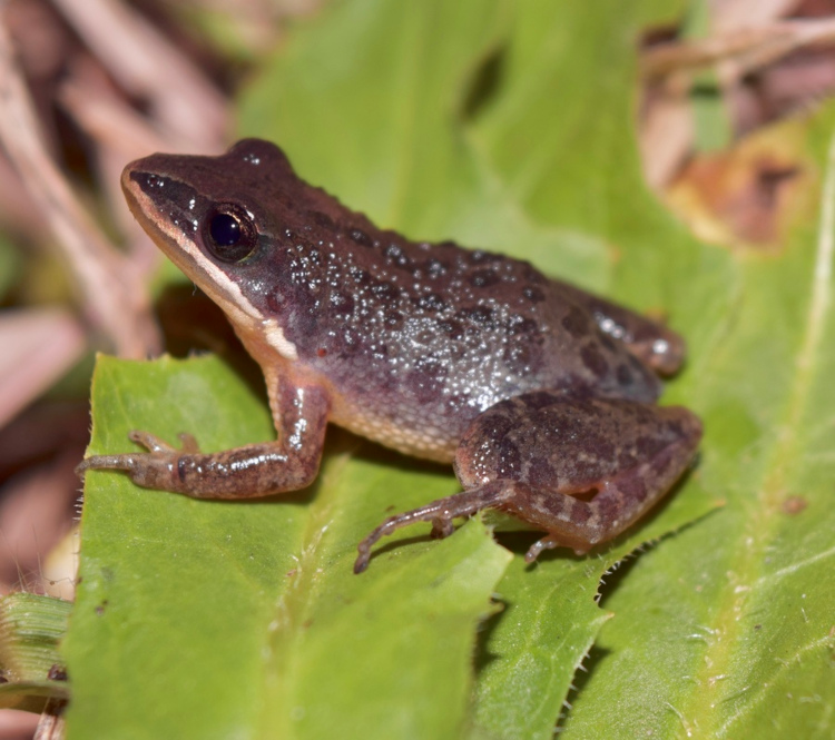 Pseudacris nigrita