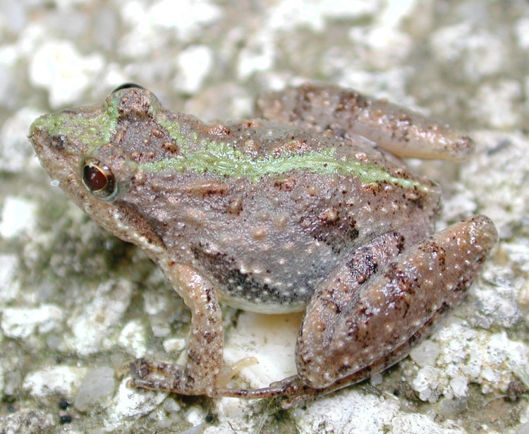 Acris gryllus