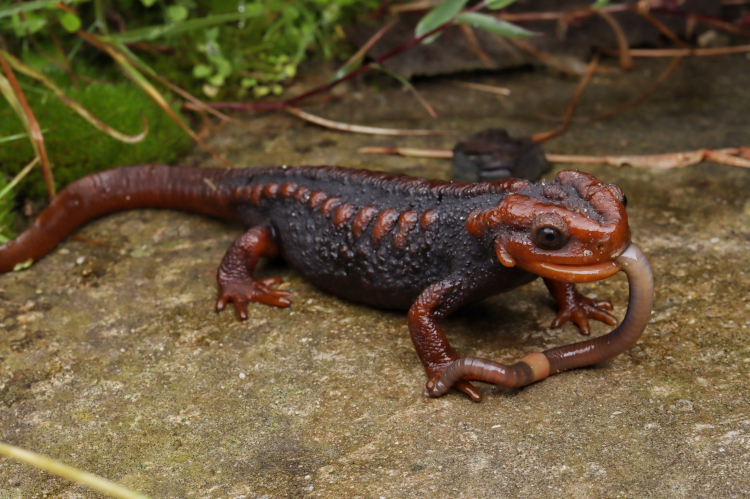 Tylototriton verrucosus