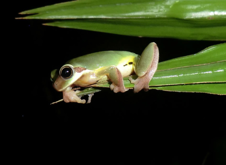 Hyla chinensis