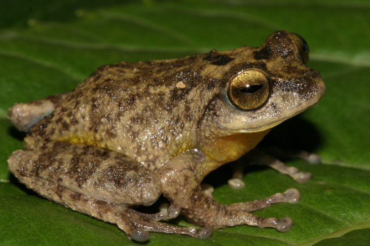 Raorchestes munnarensis