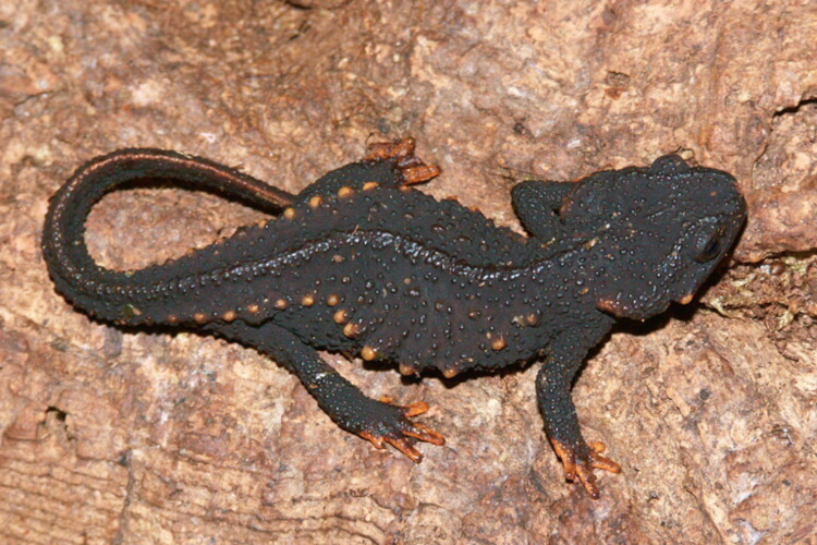 Echinotriton andersoni