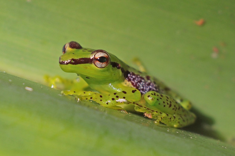 Guibemantis pulcher