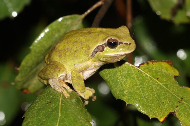 Hyla carthaginiensis