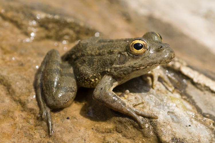 Pelophylax cerigensis