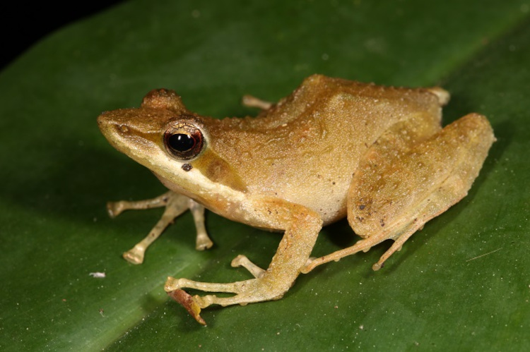 Natalobatrachus bonebergi