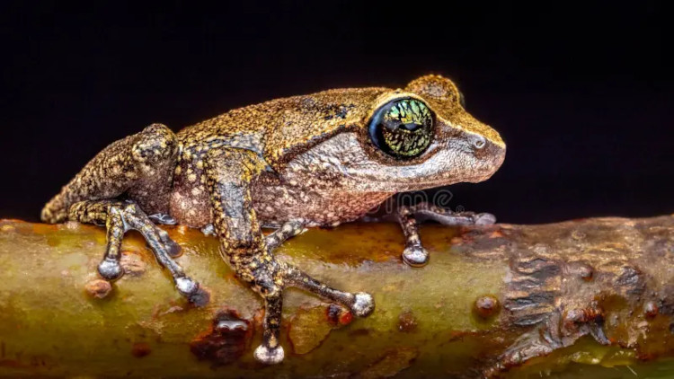 Raorchestes chlorosomma