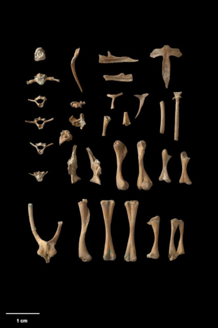 Leiopelma auroraensis