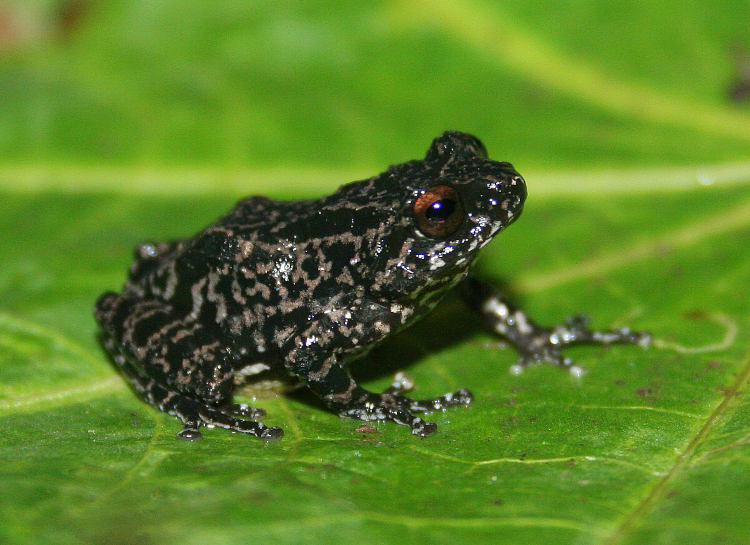 Raorchestes ghatei