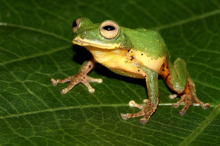 Raorchestes flaviventris