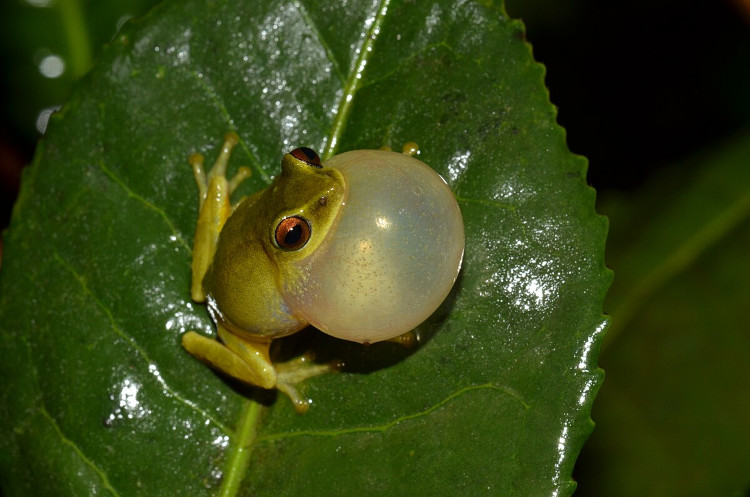 Raorchestes beddomii