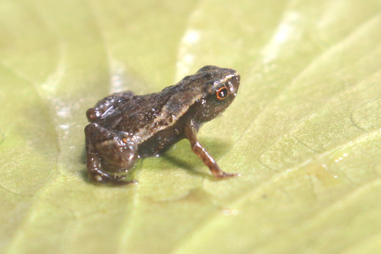Brachycephalus pulex