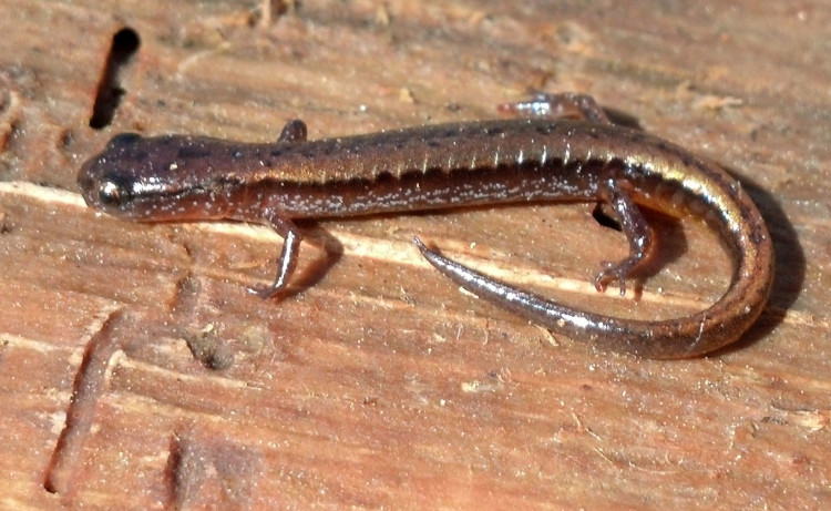 Eurycea hillisi
